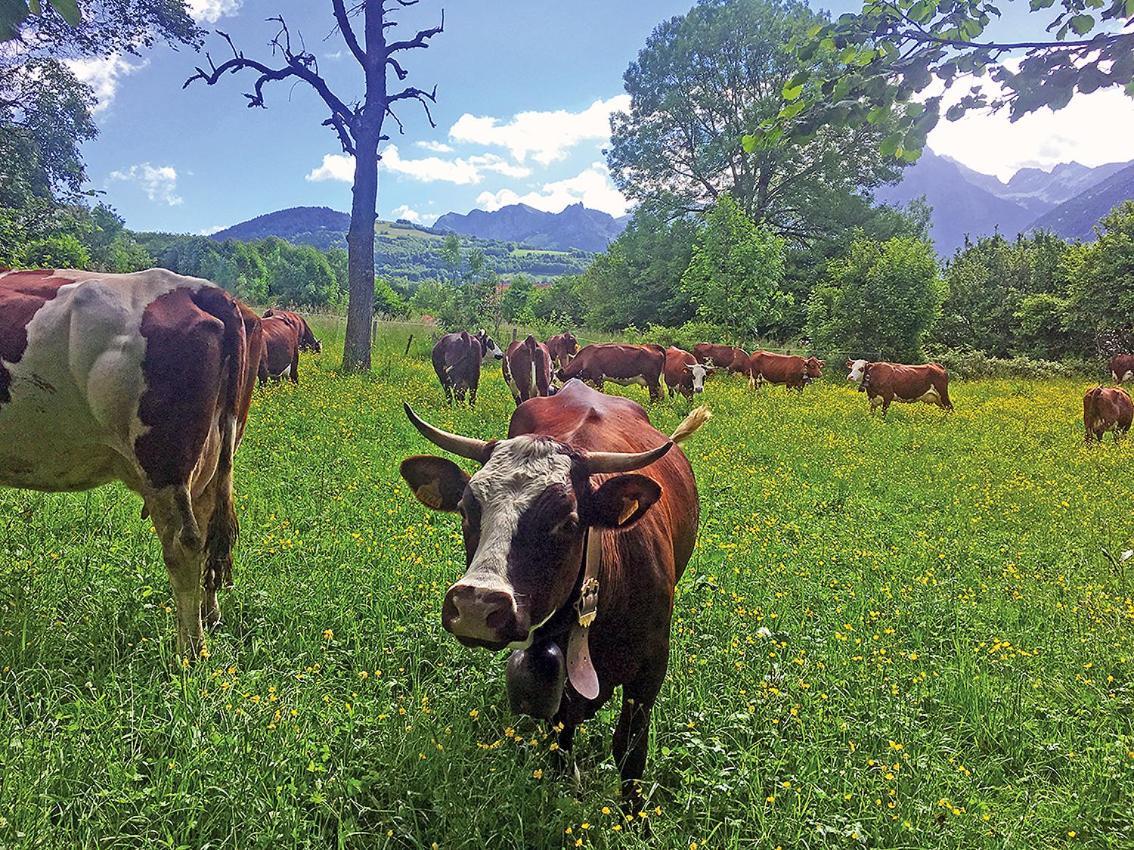 L'Ourserie Bed & Breakfast Saint-Paul-en-Chablais Ngoại thất bức ảnh